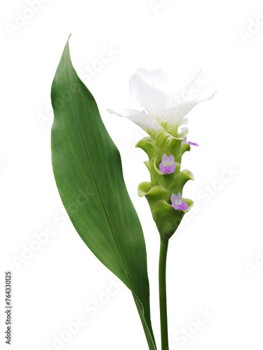 Curcuma hybrid ‘Montblanc’  Siam Tulip or white ‘Tulip Ginger’  a white  cut flower with green leaf tropical ornamental garden plant