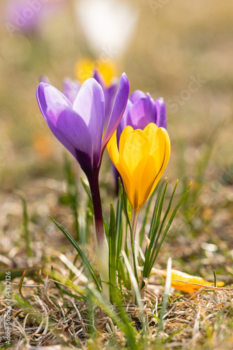 Wallpaper Mural Close view of crocus flowers Torontodigital.ca