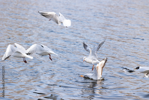 Seagulls on the river waves © Olena