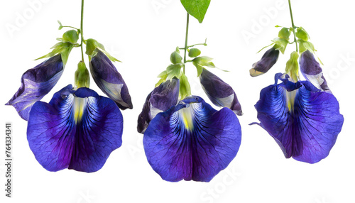 hanging butterfly pea flower on transparent background, PNG butterfly pea flowers photo