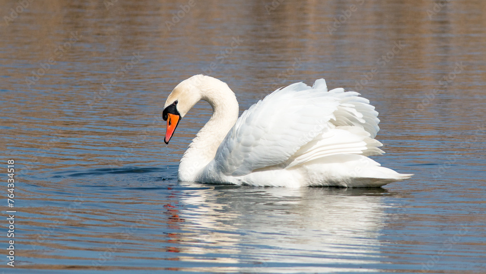 Fototapeta premium swan on the lake