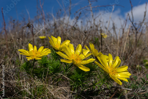 Blooming spring peasant's eye (Adonis vernalis) from Kurdejov, Czech Republic photo