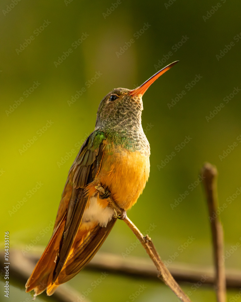 Fototapeta premium colibri perched on a branch with green background