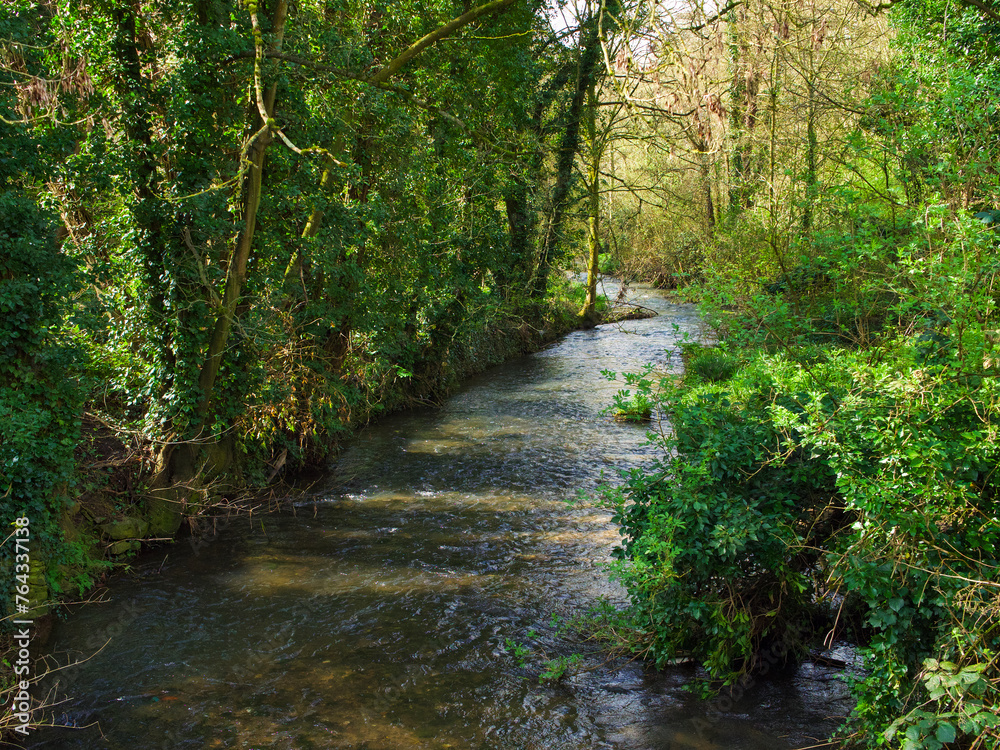Fototapeta premium stream in the forest