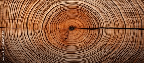 A close-up view of a tree trunk showing a perfect circular cut in the middle photo