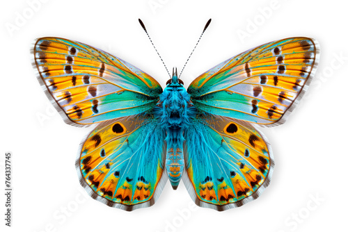 Beautiful blue copper butterfly isolated on a white background with clipping path photo