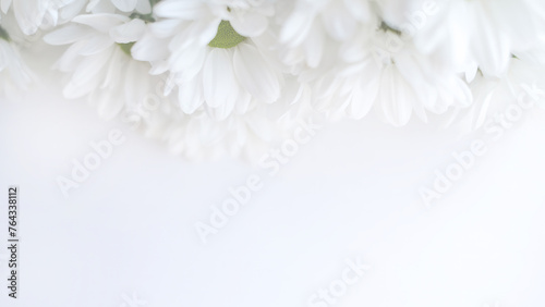Elegant cluster of white florets with yellow centers on a clean white backdrop