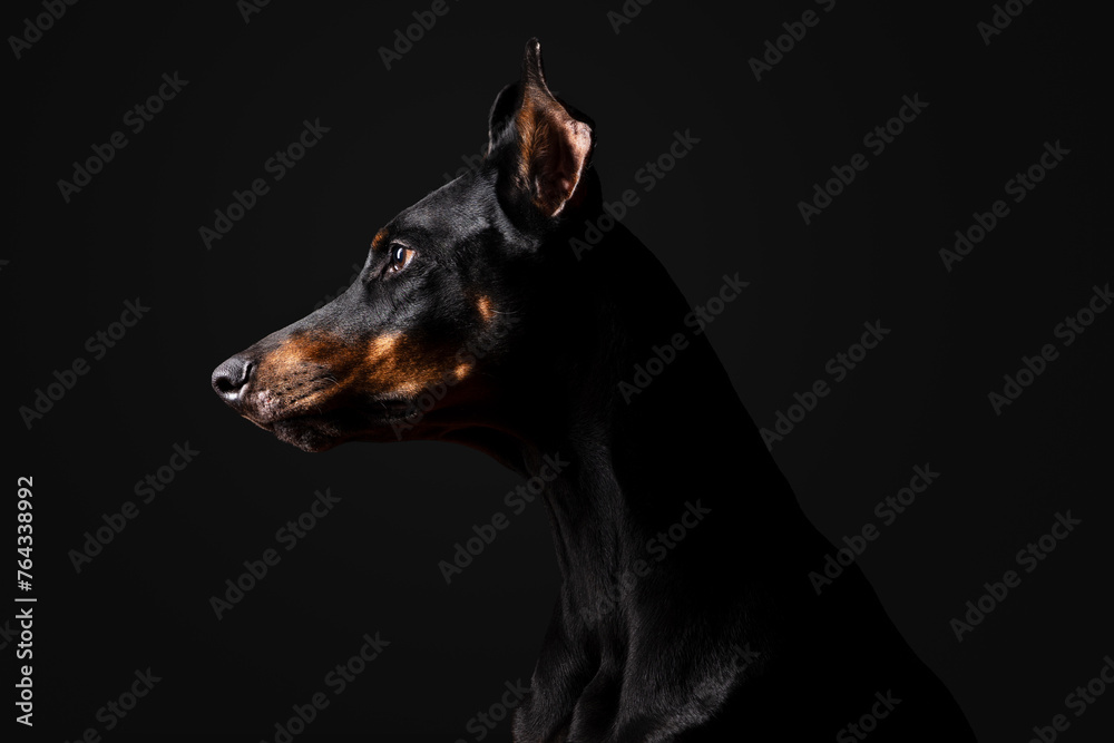 Low key photo: portrait of a black and tan Doberman pinscher on a black background