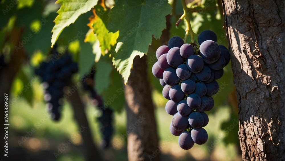 Fototapeta premium Black grapes hanging from a vine tree