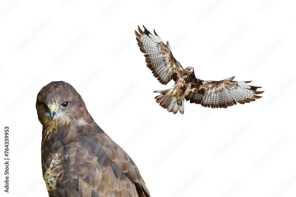 Fototapeta premium buzzard isolated on white background