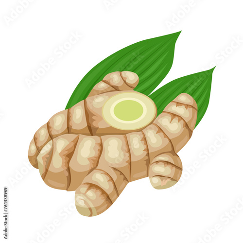 Vector illustration, Curcuma amada rhizome, or mango ginger, with green leaves, isolated on white background.