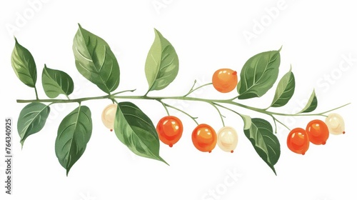 a branch of a tree with berries and green leaves on it, painted in watercolor on a white background.