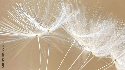 a close up of a dandelion on a brown and white background with a blurry image of the dandelion.