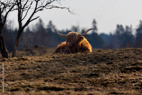 Foto Highland bull resting in field with sunshine