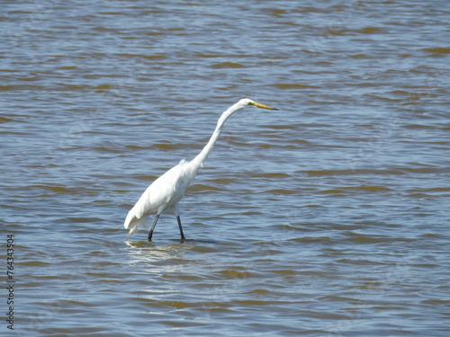 A great egret enjoying a beautiful day at the Bombay Hook National Wildlife Refuge, Kent County, Delaware. © Scenic Corner