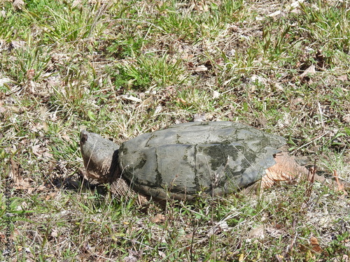 A common snapping turtle living within the wetlands of the Bombay Hook National Wildlife Refuge, Kent County, Delaware.