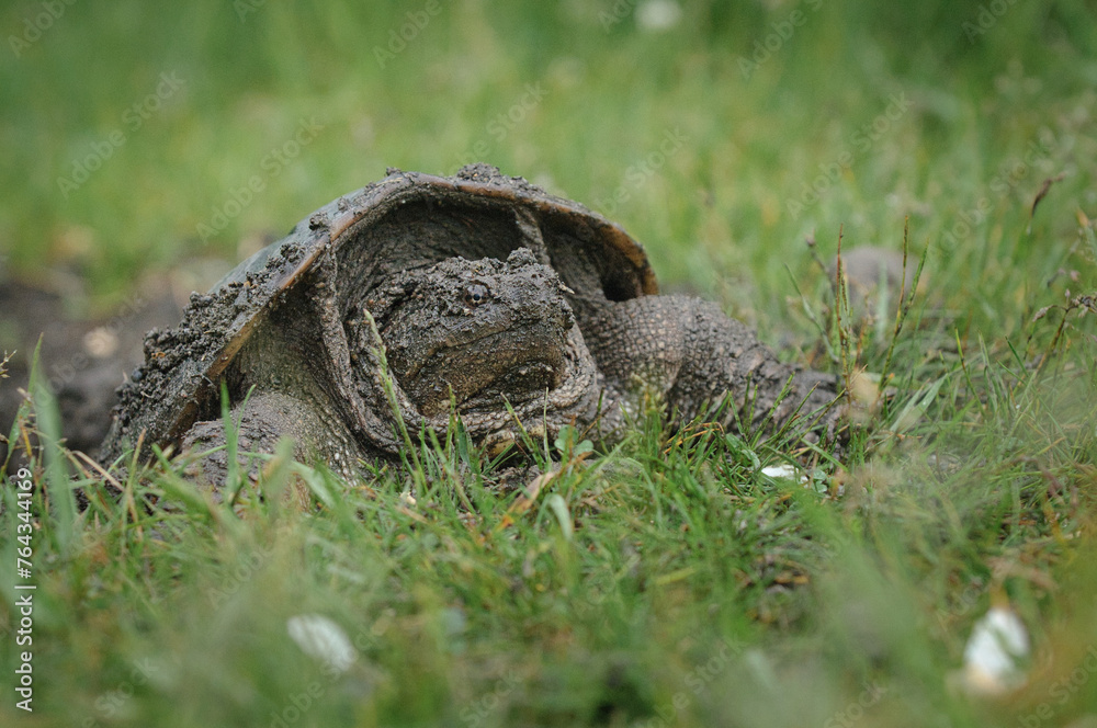 Obraz premium Snapping Turtle in the grass