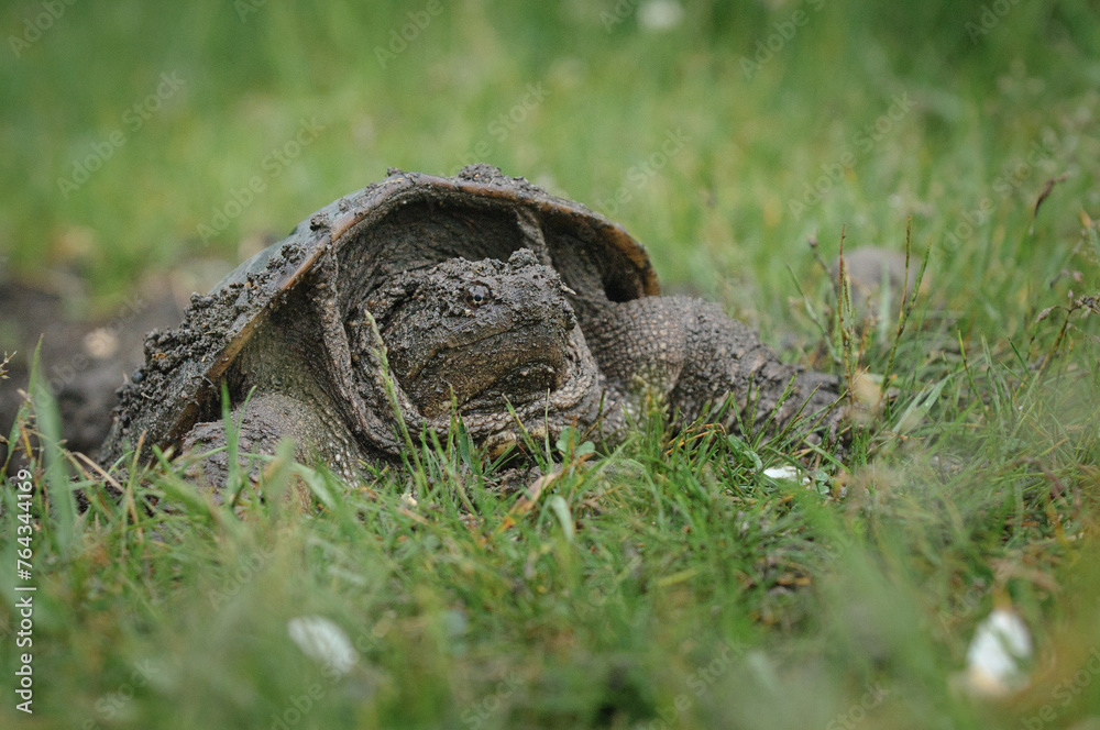 Snapping Turtle in the grass
