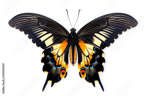 Beautiful Glory of Bhutan or Goliath butterfly isolated on a white background with clipping path