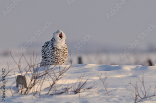 Snowy Owl in winter who hunts photo