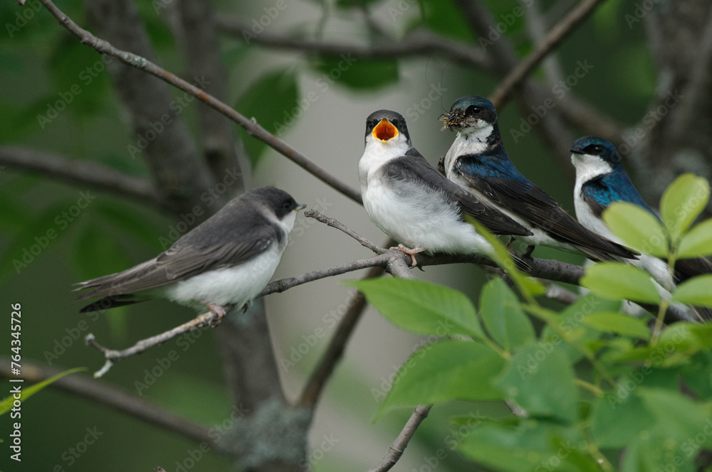 Young Tree Swallow calling parents for foods Young Tree Swallow calling parents for foods