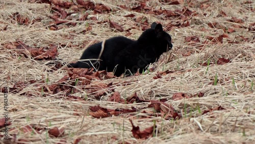 Beautiful black cat in the grass on a background 