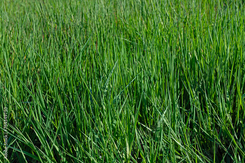 Green grass texture background at the edge of the wetland.