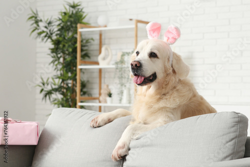 Fototapeta Naklejka Na Ścianę i Meble -  Cute Labrador dog in bunny ears behind sofa at home on Easter Day