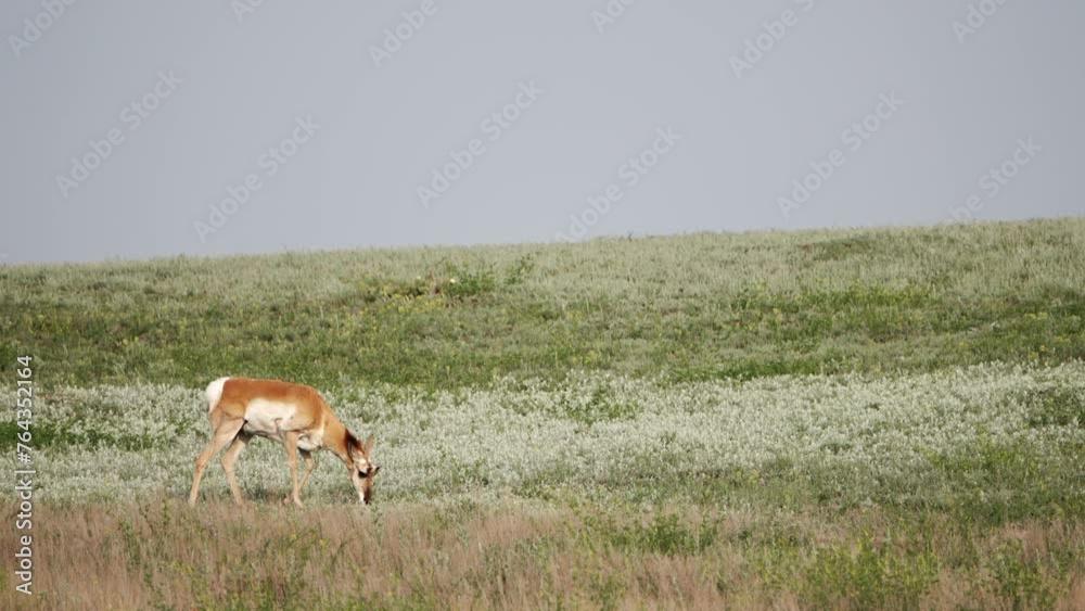 Grazing Pronghorn Grazing Pronghorn