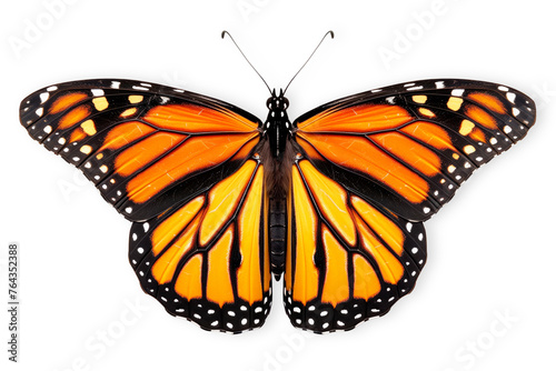 Beautiful Monarch butterfly isolated on a white background with clipping path