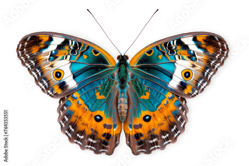 Beautiful Malabar Banded Peacock butterfly isolated on a white background with clipping path