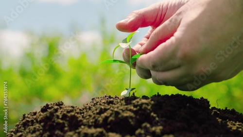Green sprout sprouts on fertile soil. Man touches green seedling with his hand. Agriculture concept. Gardener on plantation takes care of sprouts in soil. Agriculture, growing food. Environment
