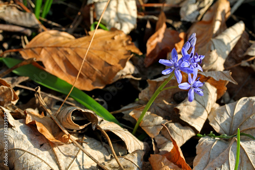fiori azzurri di scilla (Scilla bifolia) annuncio di primavera photo