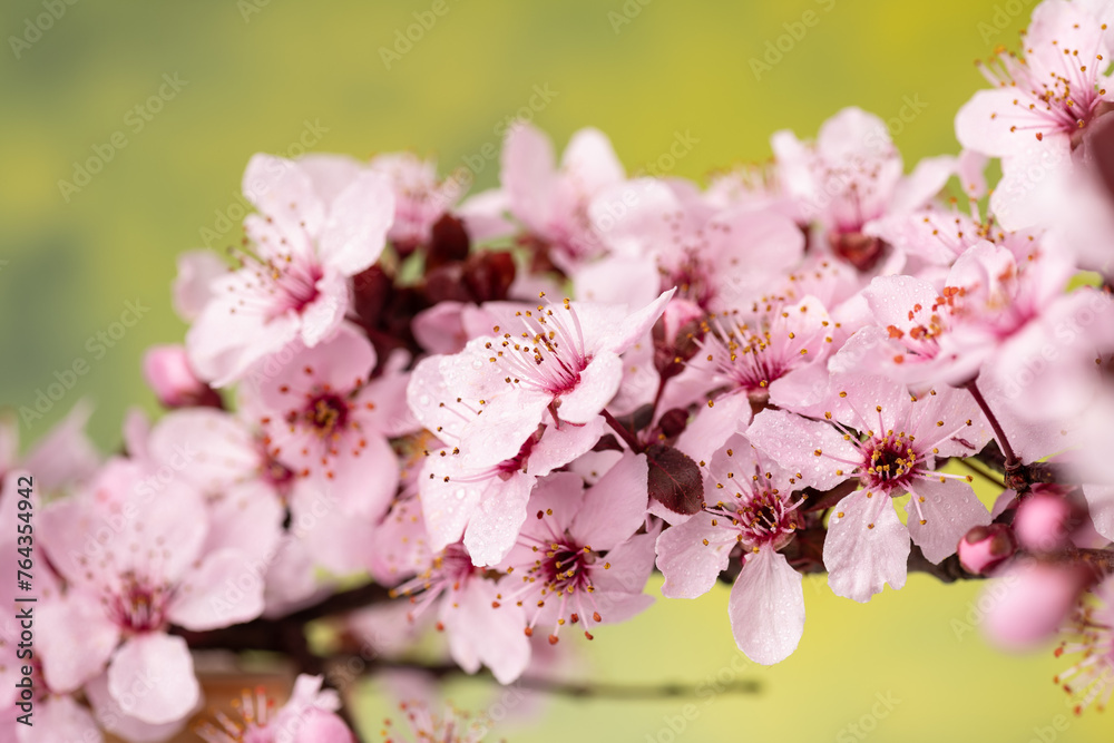 sakura flowers with drops of dew on the petals, cherry blossom in spring,. macro photography. sakura flowers with drops of dew on the petals, cherry blossom in spring,. macro photography.