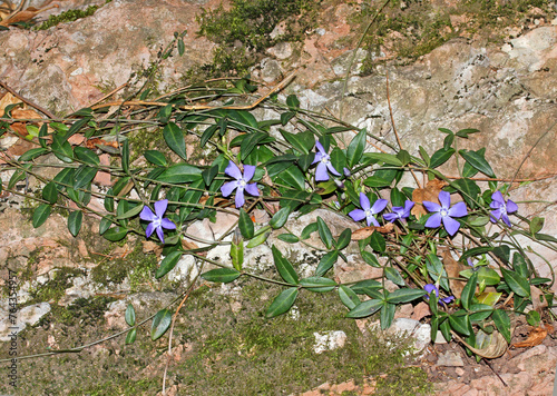 fiori violetti su tralci di pervinca (Vinca minor)