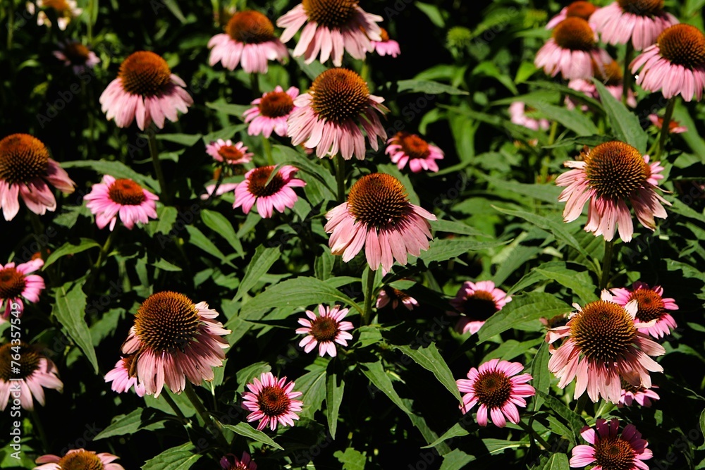 Rudbeckia flower in summer garden