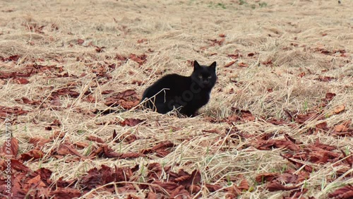 Black cat walking in garden