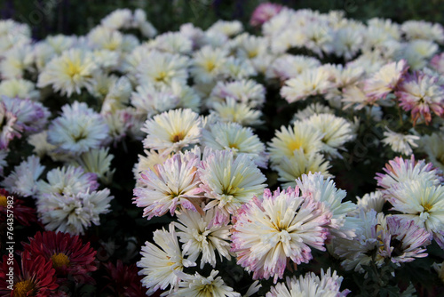 White chrysanthemums in the garden. White flowers background image, close up