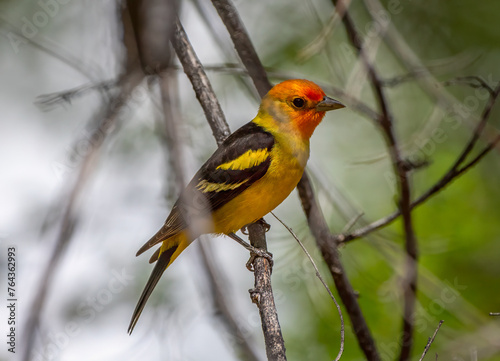 Male Western Tanager in a spring time Colorado forest. © Riverwalker