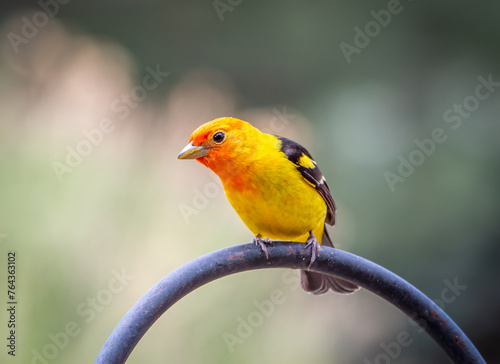 Male Western Tanager in a Colorado backyard