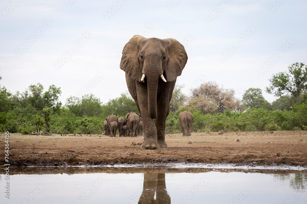 Obraz premium The last to leave. Elephants at waterhole in Botswana