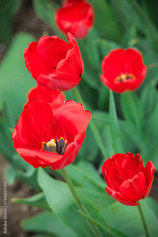 Flowerbed with spring flowers. Opened buds of red tulips. View from above.