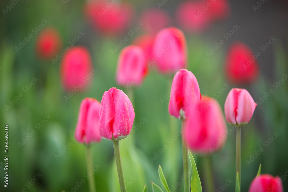 Flowerbed with spring flowers. Pink tulips bloom in the garden.