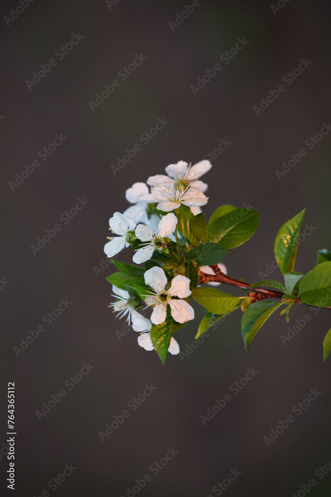 Branch of blossoming cherry with green leaves on a blurred dark background.