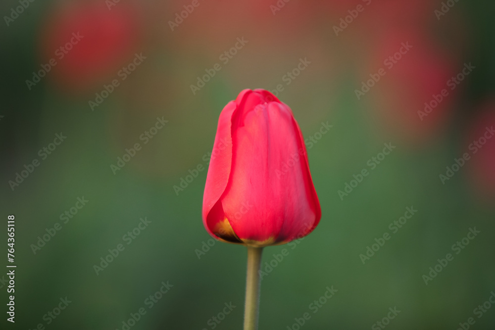 Single red tulip in the spring garden. Close-up, selective focus.