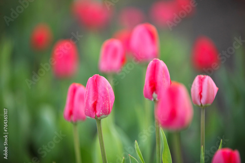 Obraz na płótnie Flowerbed with spring flowers. Pink tulips bloom in the garden. w salonie
