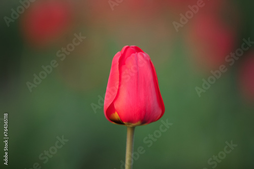 Obraz na płótnie Single red tulip in the spring garden. Close-up, selective focus. w salonie