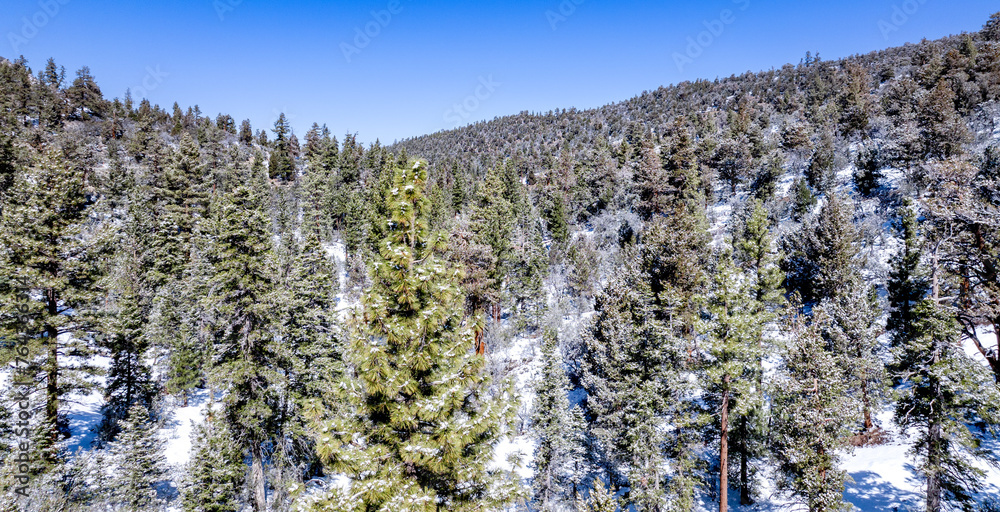 aerial of trees in snow 