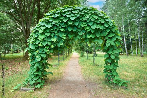 Arch of tropical jungle lianas, woody climbing vine. Alley with empty green arches, natural green corridor in summer park.