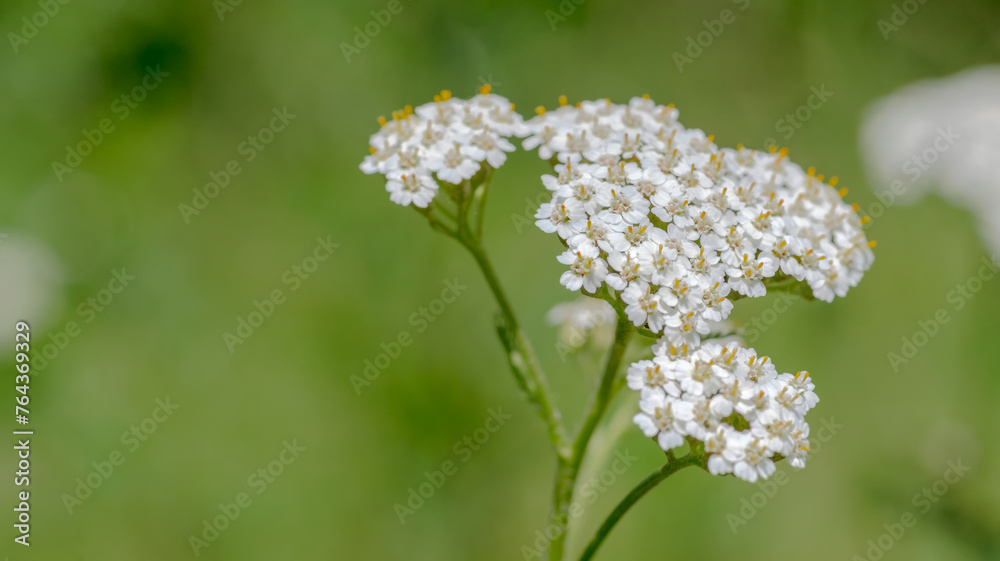 Białe kwiaty krwawnika (łac. Achillea milefolium) kwitnące na trawniku w czerwcu. Kwiatostan baldaszkowaty powszechnie rosnącej ziołowej rośliny leczniczej. - obrazy, fototapety, plakaty 